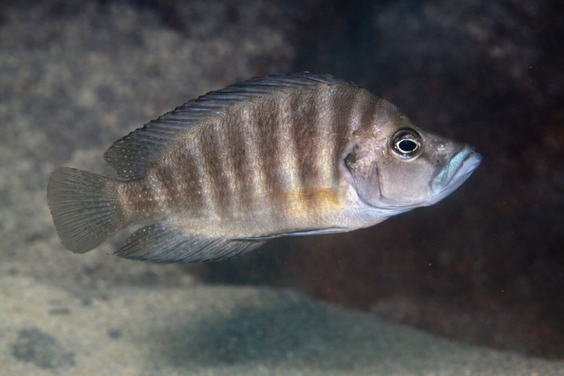 Altolamprologus compressiceps 'Cape Kachese'